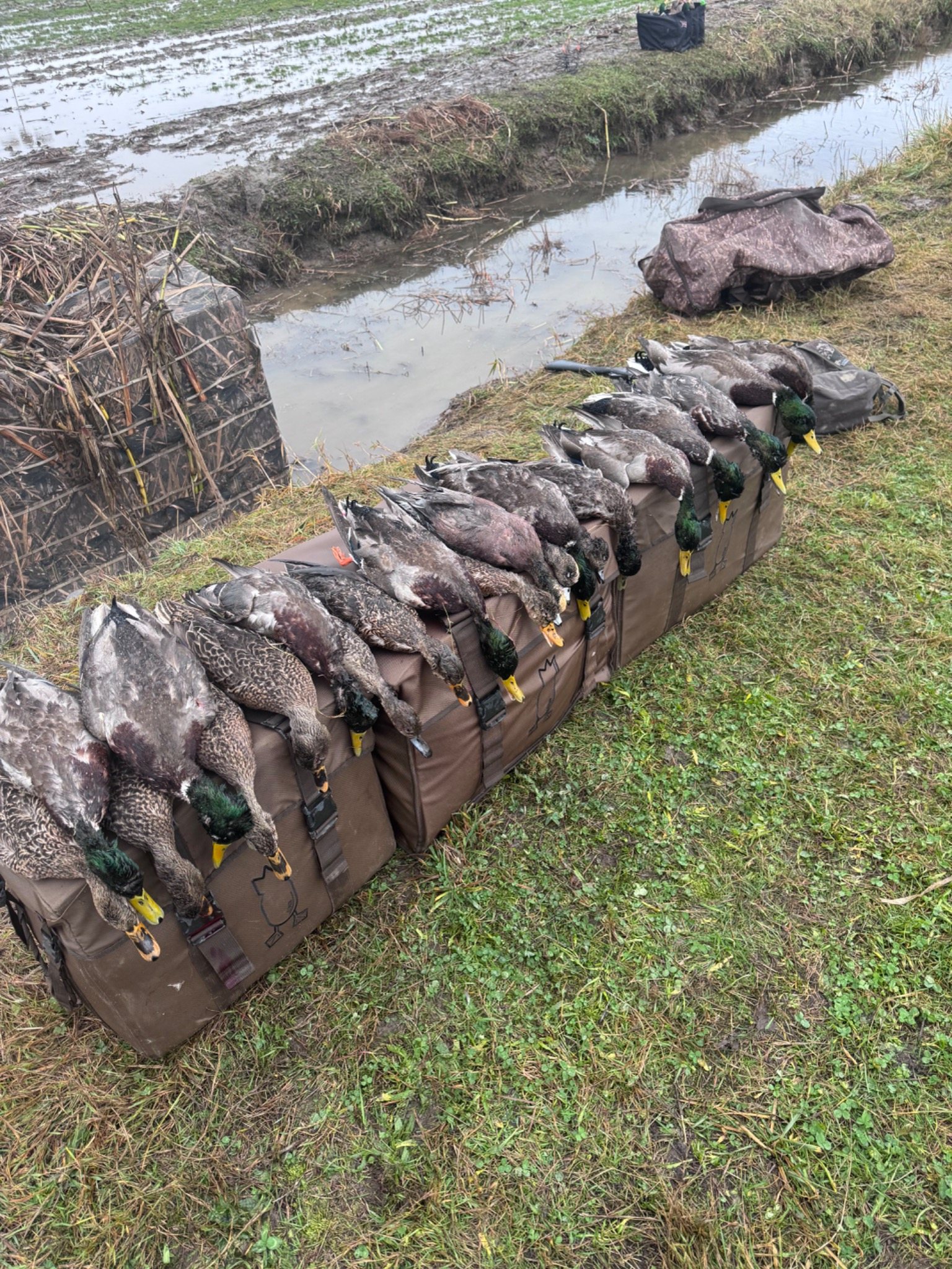 Ducks lined up after a hunt