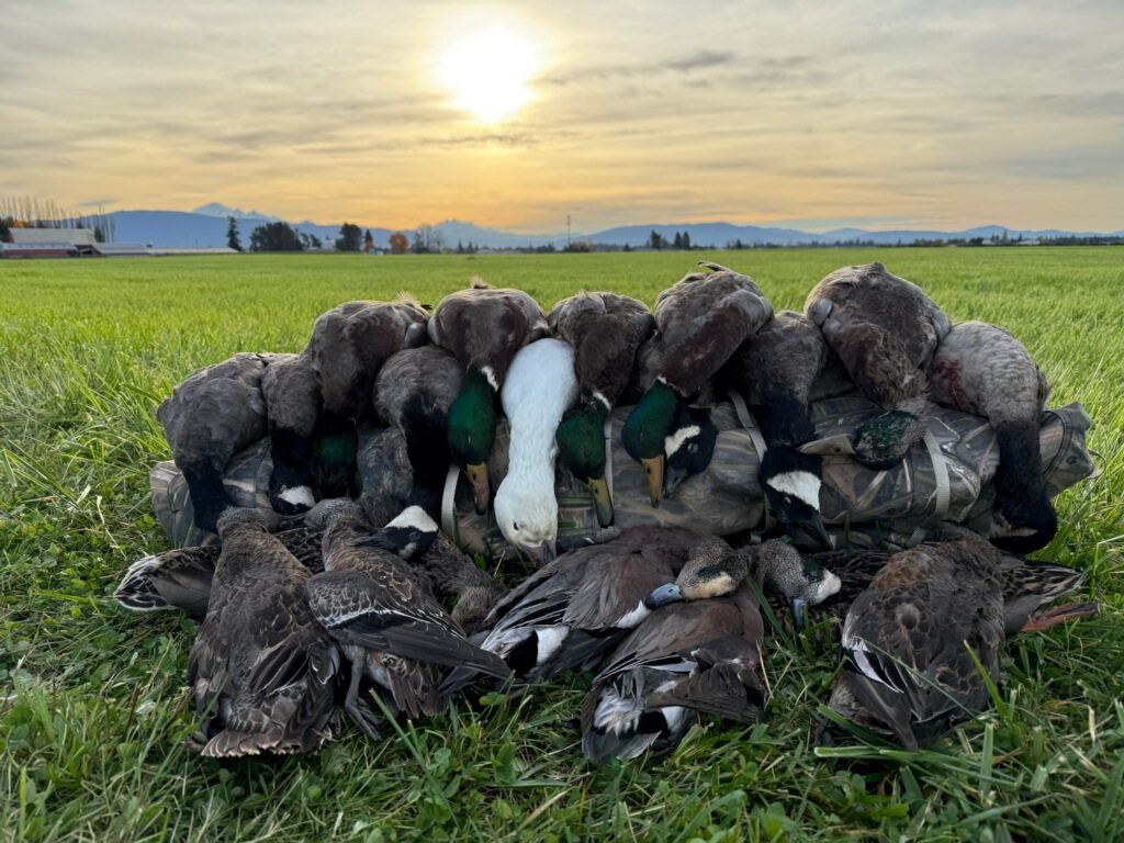 Large mixed duck harvest in a field