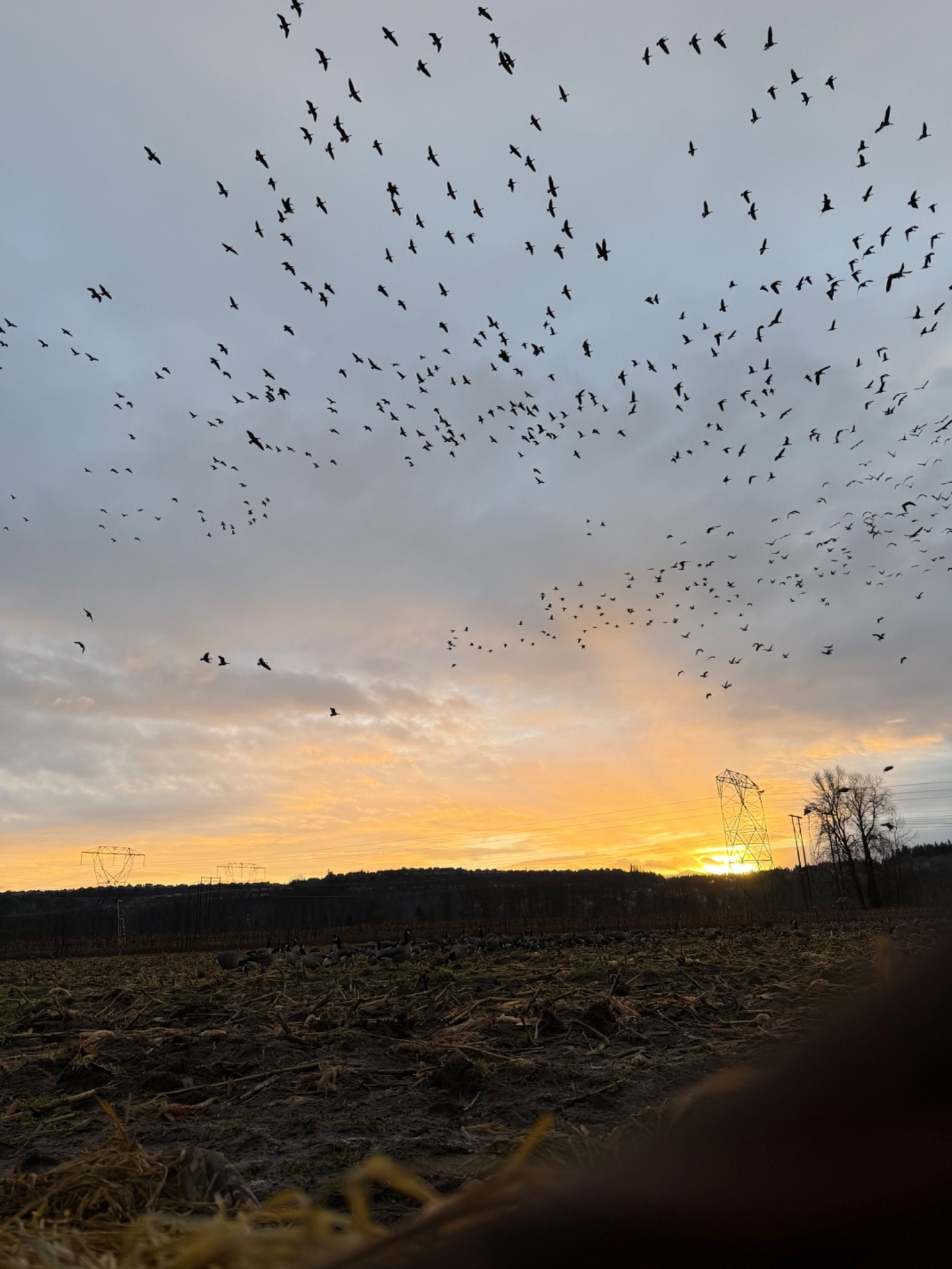 Large flock of waterfowl over a field at sunset
